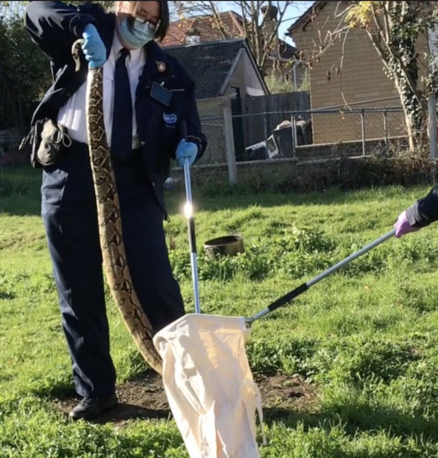 Boa constrictor in London garden