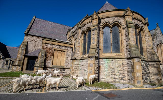 Some of the animals settled at a churchyard