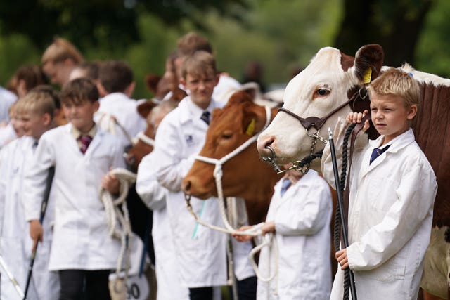 Young cattle handlers await the arrival of The Prince of Wales as he attends the Royal Norfolk Show at the Norfolk Showground in Norwich.