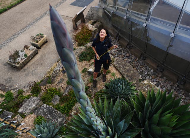 View of the tip of an Agave montana plant, with a woman on the ground below looking at it