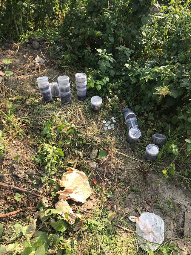 Baby tarantulas dumped