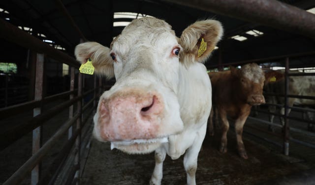 Cows