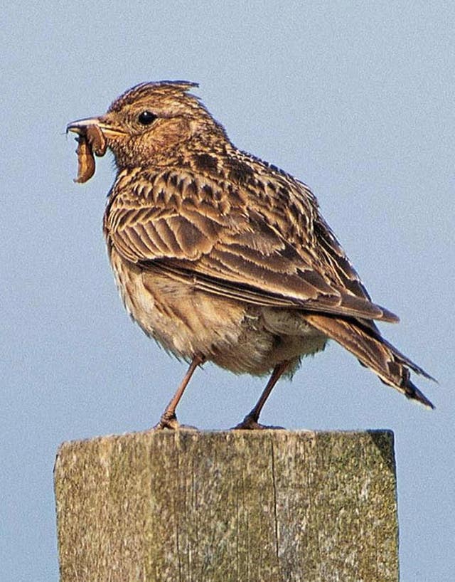 New land schemes need to protect rare birds