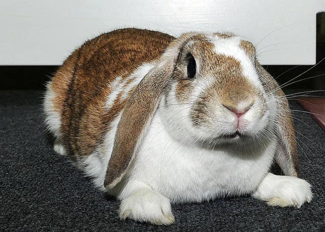 Researchers said that the previous versions of how bunnies became domesticated are 'a good bed-time story'