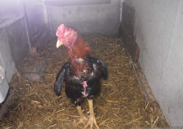 A cockerel found during the raid in Bean, Kent (RSPCA/PA)