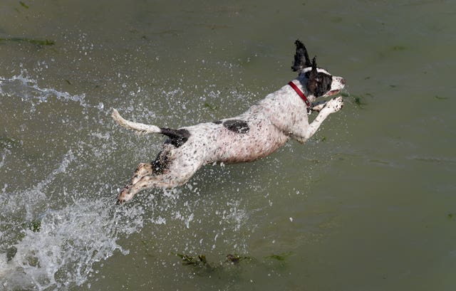 A dog cools off in the sea in Folkestone, Kent