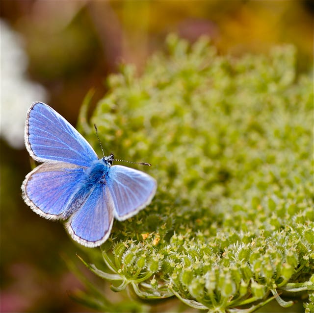 Common blue butterfly in decline