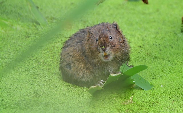 A water vole looking at the camera, holding a leaf and surrounded by water covered in green pond weed