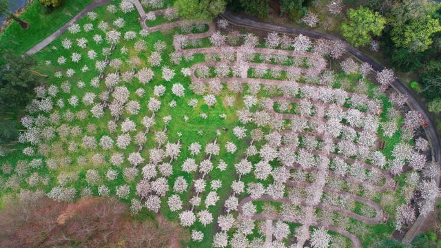 Blossom in Alnwick Garden