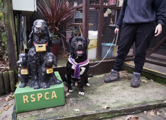 RSPCA Donation box