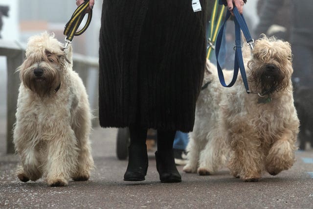 Crufts 2018 – Day Two
