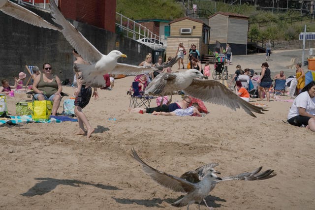 Seagulls fly around as people enjoy the hot weather in Cullercoats Bay, Tyne and Wear (Owen Humphreys/PA)
