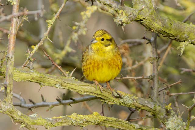 National Trust buy coastal land