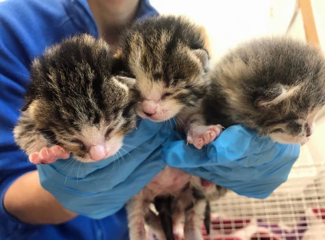 Rescued kittens