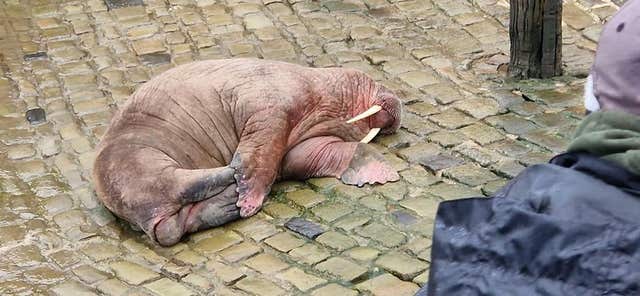 Walrus at Scarborough Harbour