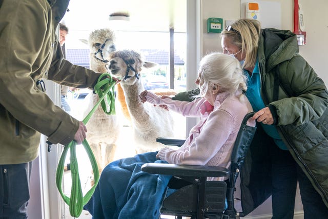 Alpacas care home visit