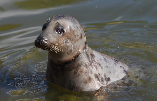Pinkafo recuperates in a pool at RSPCA East Winch Wildlife Centre