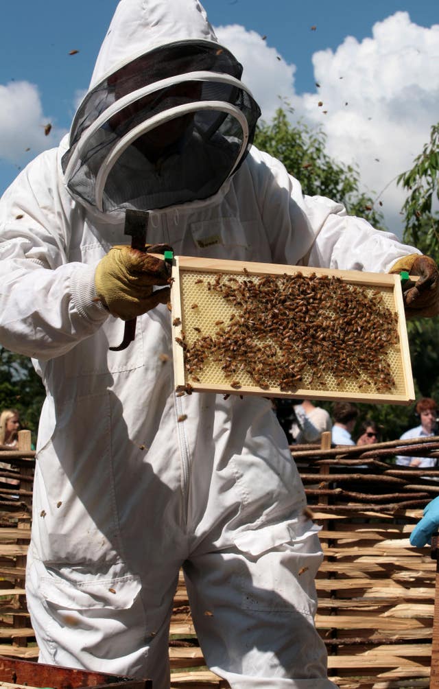 Honey bees