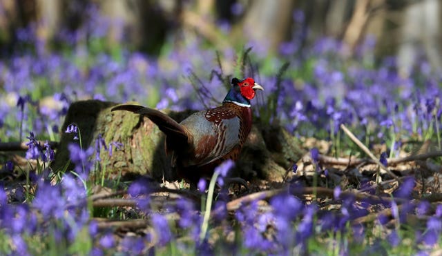 Spring weather 20th Apr 2020