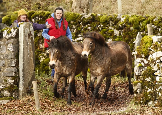 Exmoor ponies released in Yorkshire Dales