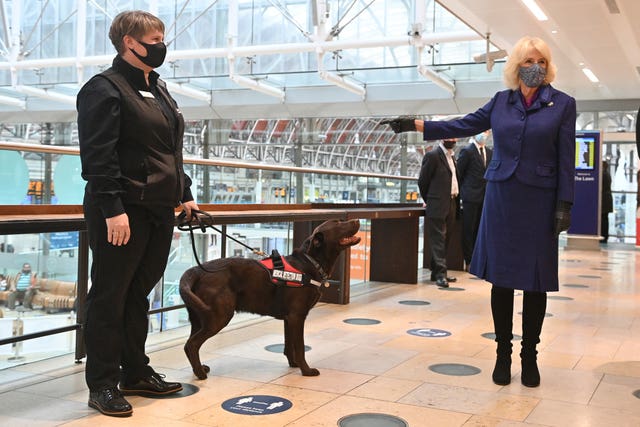 Camilla has pet dogs and got the chance to meet one of the animals being trained to sniff out Covid-19. Justin Tallis/PA Wire