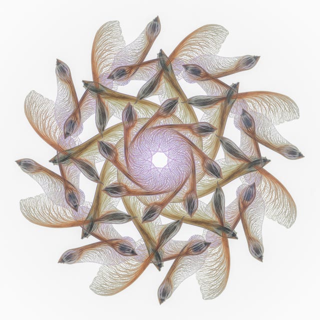 A Maple Samaras by Elizabeth Kazda, which has come first in the Abstract categor