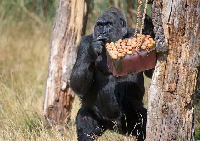 Gorillas at London Zoo