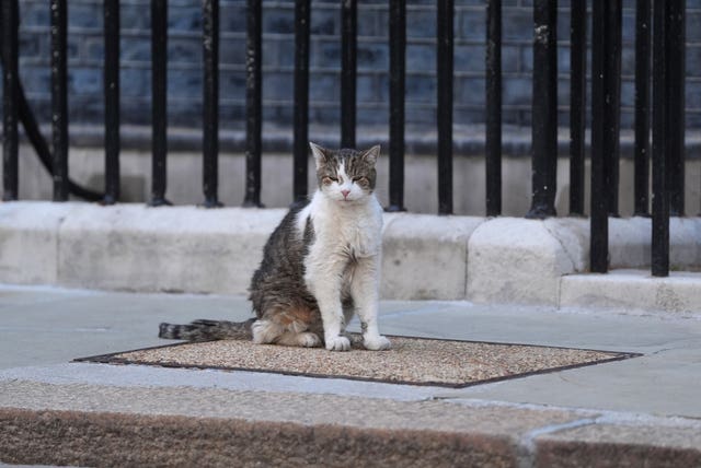 Larry the cat on Downing Street