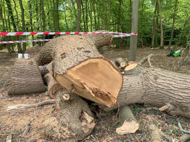 400-year-old tree felled in London park