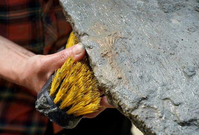 Natural History Museum paleontology dig