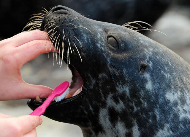 Sofus the Harbour Seal