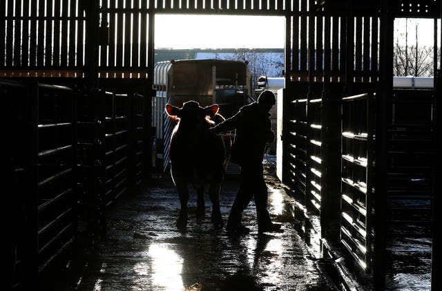 United Auctions’ Stirling Bull Sales