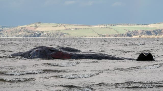 Stranded sperm whale