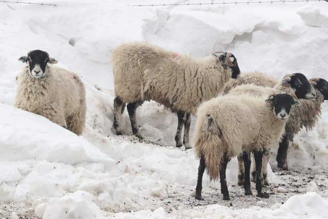Sheep in a snow covered field near Tebay in Cumbria (Owen Humphreys/PA)