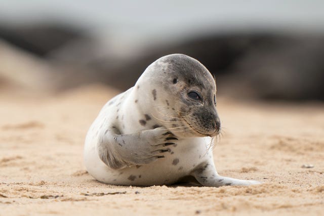 Seals at Horsey Gap