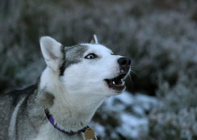 Aviemore Sled Dog Rally 2019