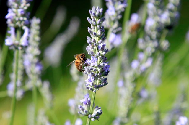 Bees in lavender