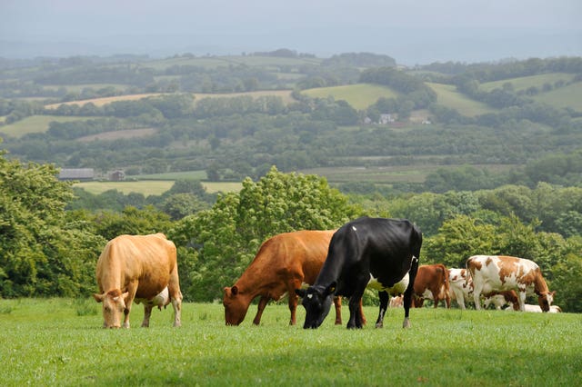 Cows eat grass in a field