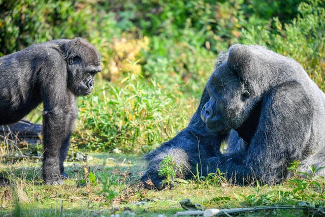 Gorilla family at Bristol Zoo