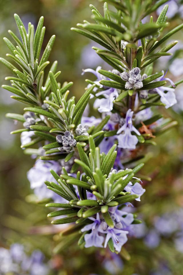 Rosemary (Thinkstock/PA)
