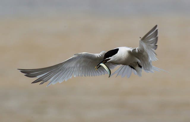 Seabird habitats