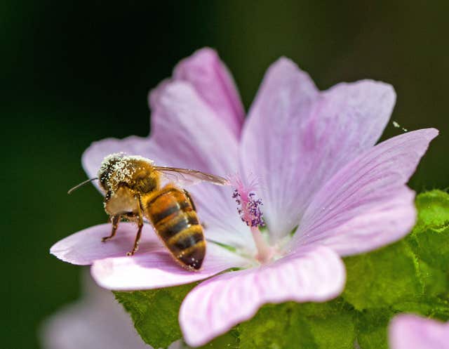 Gardeners urged to count flowers in lawns