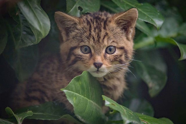 Scottish wildcat born at Chester Zoo