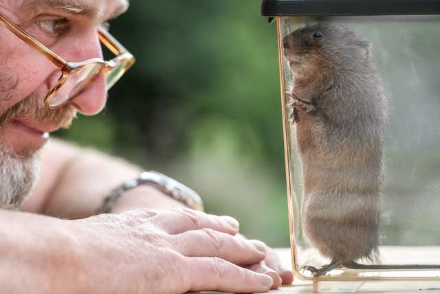 Water voles