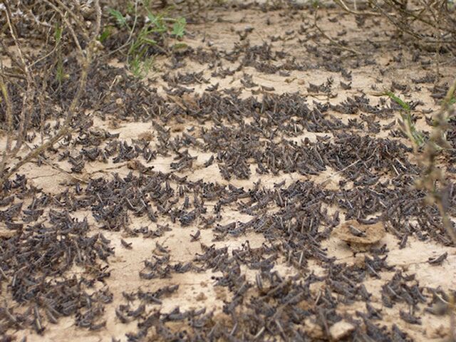 Locusts