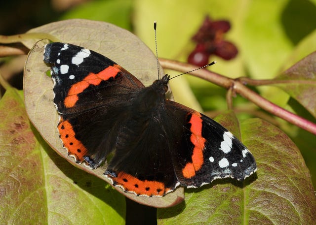 Butterflies in the UK