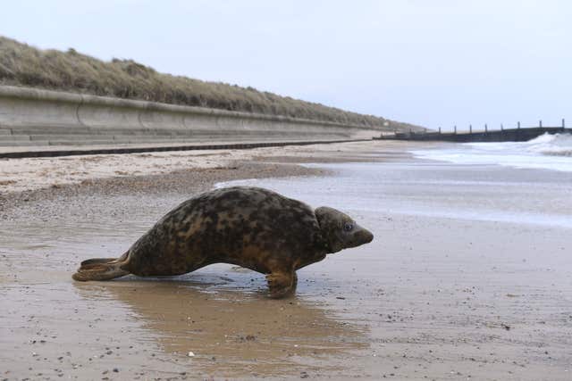 Seal trapped in frisbee