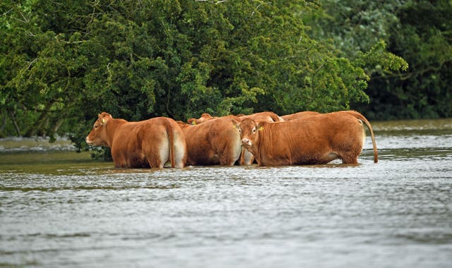 Cattle stranded in floodwater at Thorpe Culvert, near Wainfleet in Lincolnshire (Joe Giddens/PA)