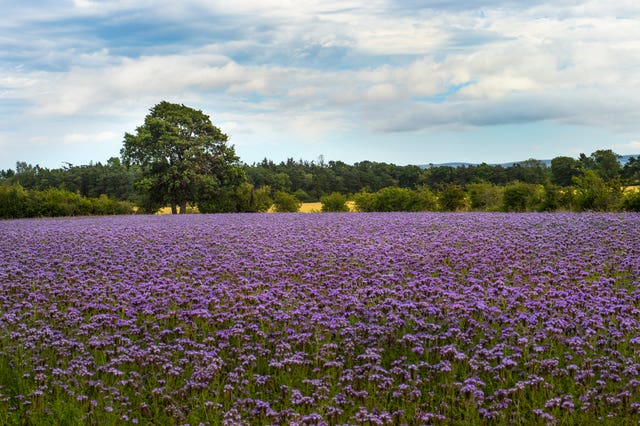 Flowery field in Haddington