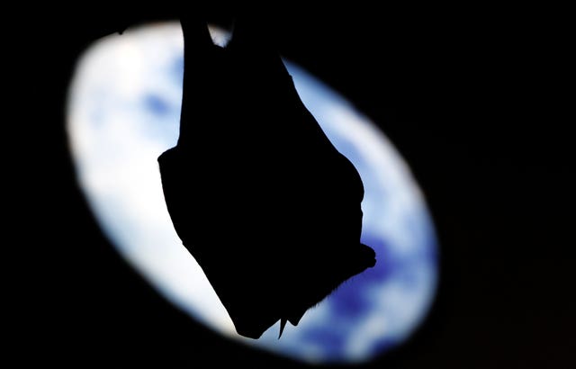 Bats